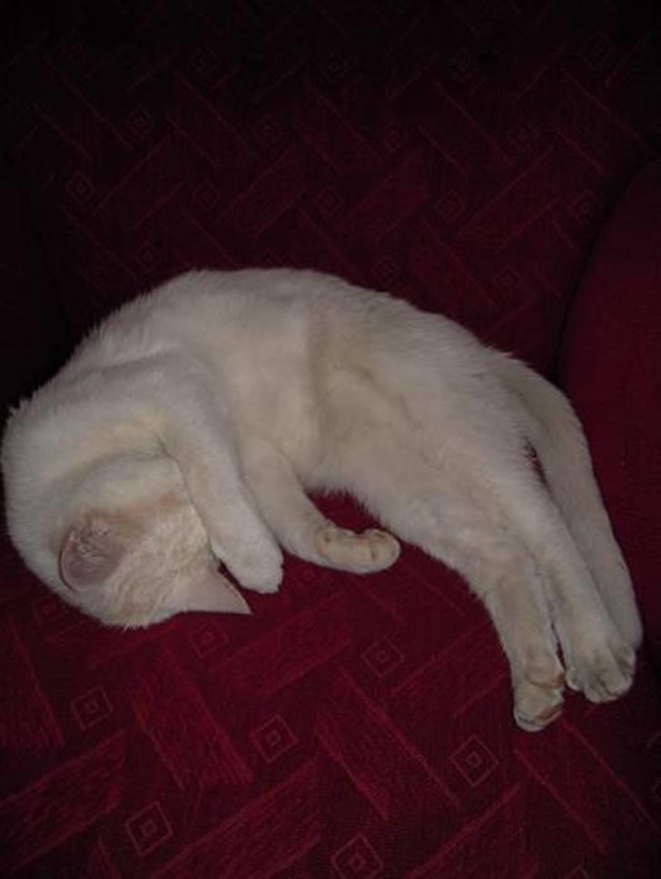 Blanding af racer Wilhelm billede 5