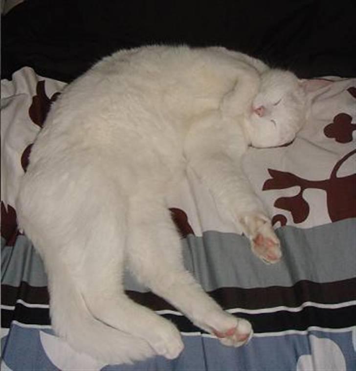 Blanding af racer Wilhelm - Puttegøj billede 6