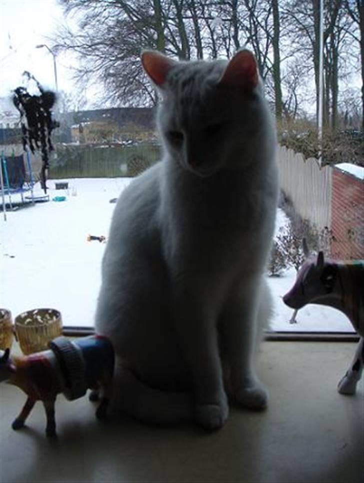 Blanding af racer Wilhelm billede 7