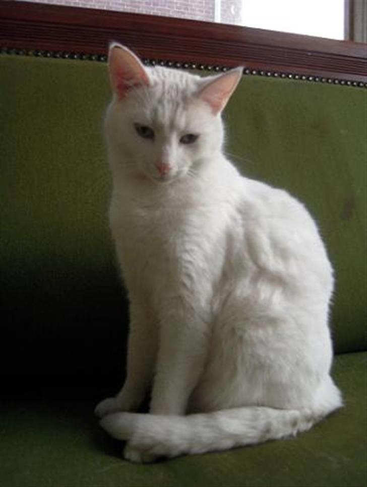 Blanding af racer Wilhelm billede 8