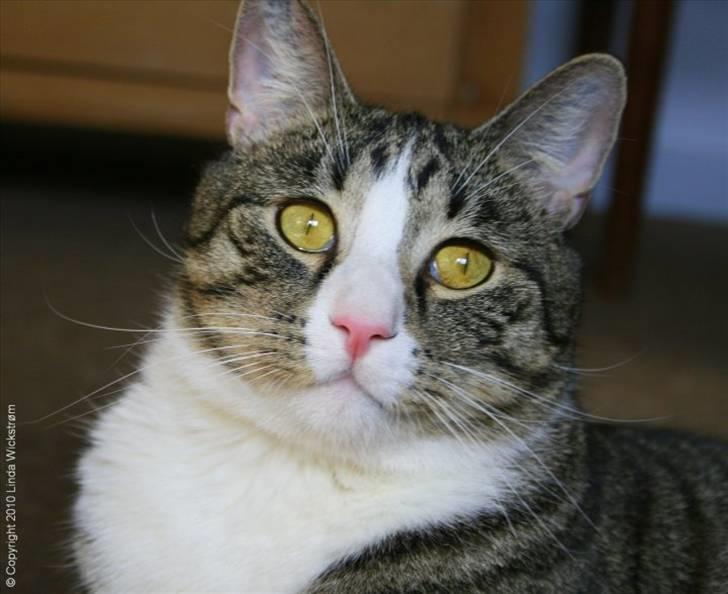 Huskat max - max som han ser ud i dag billede 20