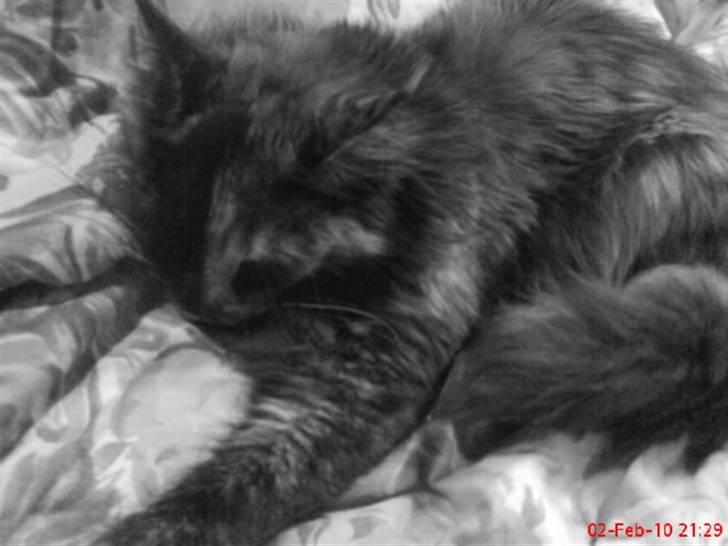 Maine Coon Clementine - Hun faldt lii i søvn ;) billede 1