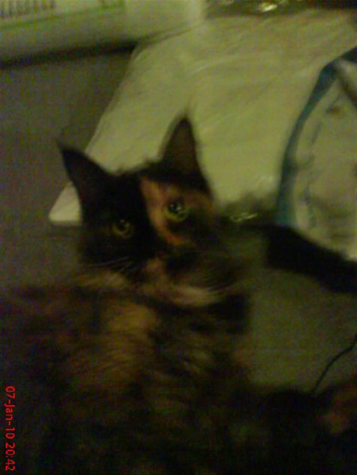 Maine Coon Clementine - Et billed fra da vi lii havde fået hende (: billede 2