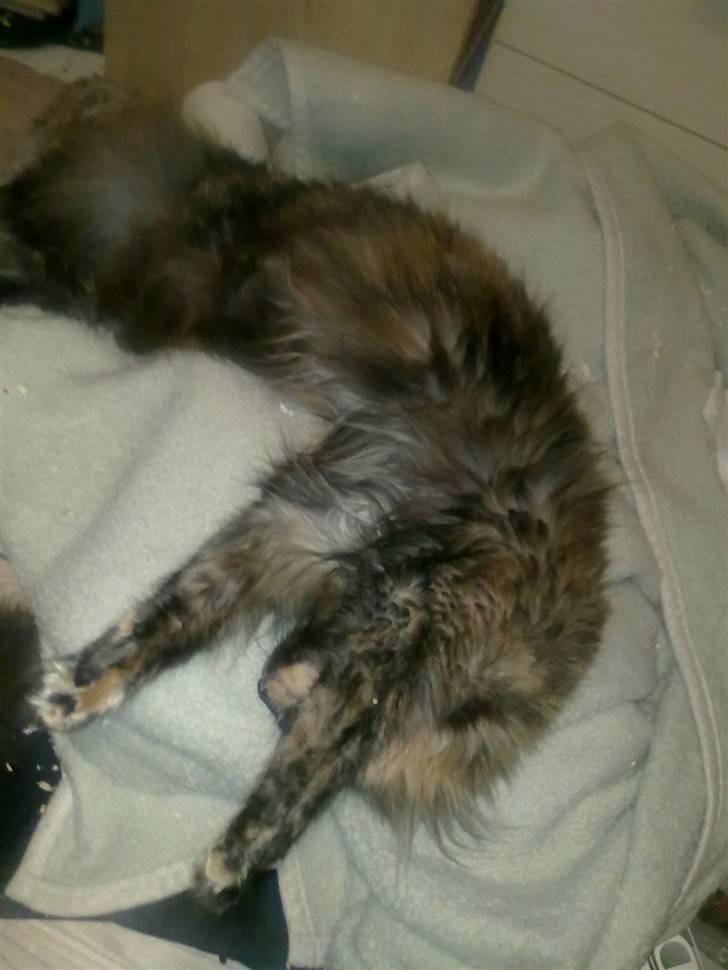 Maine Coon Clementine - Nogle der sagde slaske-kat ? :b billede 3