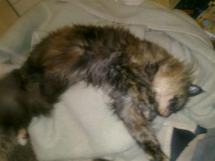 Maine Coon Clementine - Heeeelt væk xD billede 4