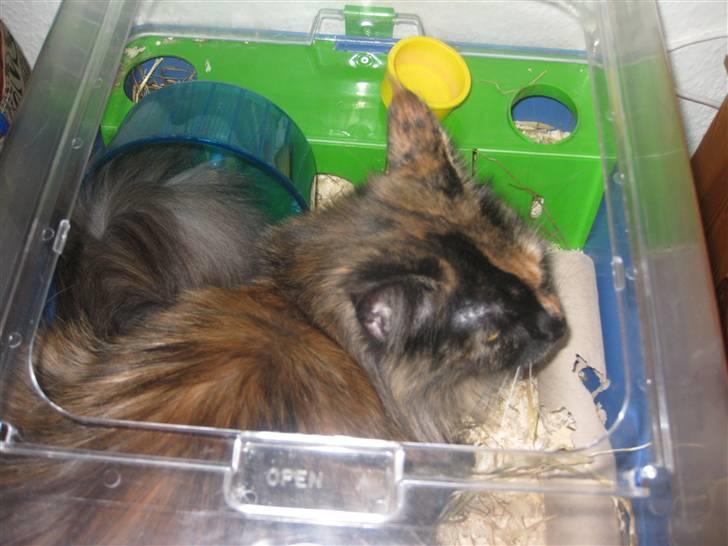 Maine Coon Clementine - Shh, du kan sleeet ikk se mig! Jeg er sleeeet ikk nede i hamsteret´s bur! ;) billede 5