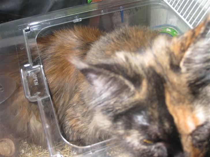 Maine Coon Clementine - Snige snige snige .. Du har ikk set mig! :b billede 6