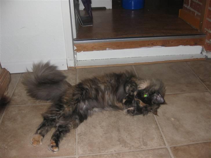 Maine Coon Clementine - Jeg slasker lii lidt :b billede 7