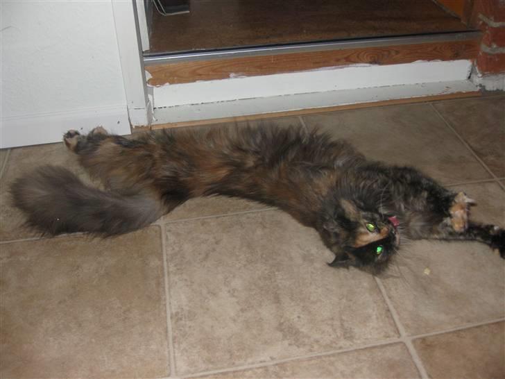 Maine Coon Clementine - Gaaaaaaaaab! xD billede 8