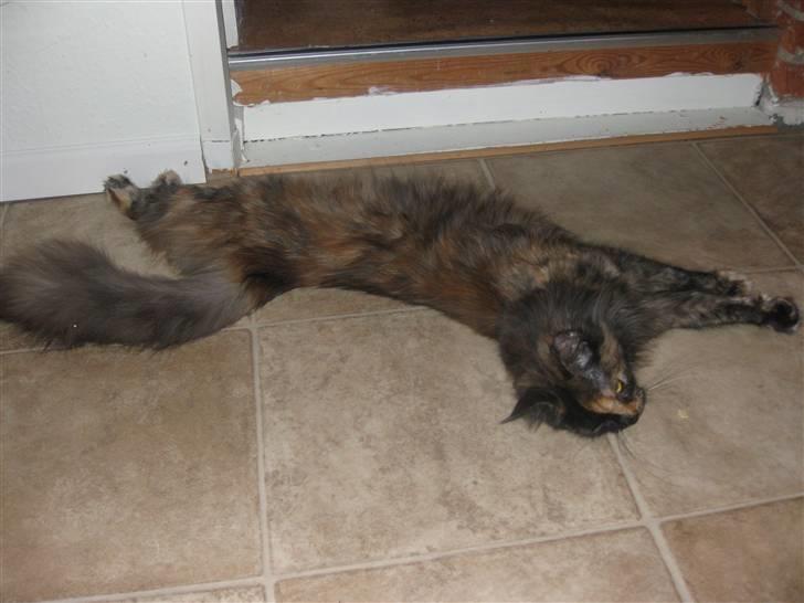 Maine Coon Clementine - Prøv a se hvor laaaang jeg er når jeg strækker ud! :b billede 9