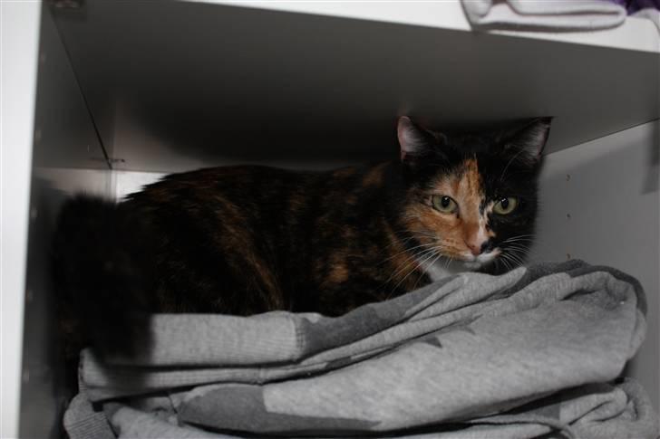 Huskat Kira - What?! Må jeg ikke ligge i dit skab på dit helt rene tøj?! billede 13