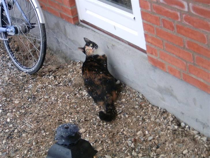 Huskat Kira - SNEFNUG! billede 14