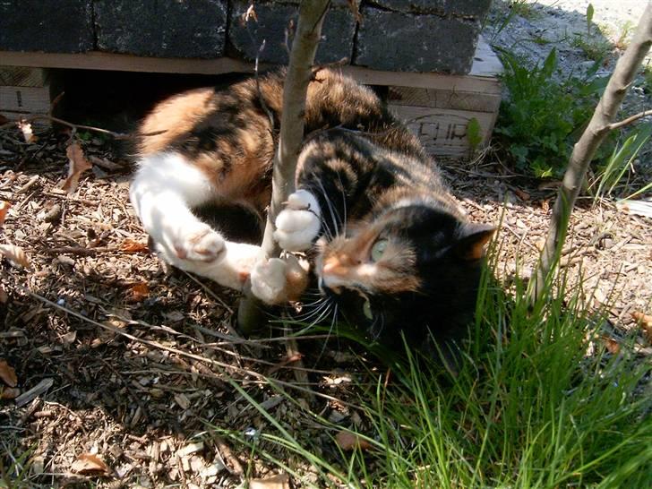 Huskat Kira - Dø, busk... billede 15