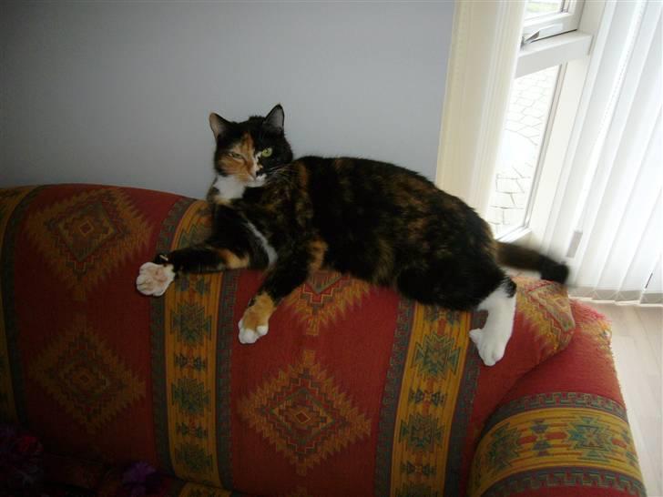 Huskat Kira - Gotcha! billede 16