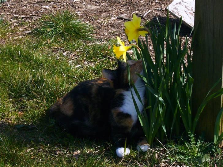 Huskat Kira - Mmh.. de dufter :) billede 17