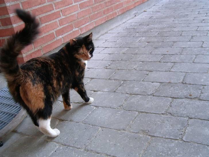 Huskat Kira - Følg efter mig. billede 18