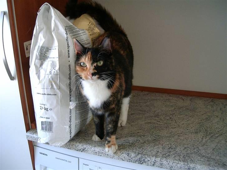 Huskat Kira - Kender I det, når man bare har på fornemmelsen at éns kat vil fortælle én noget? billede 19