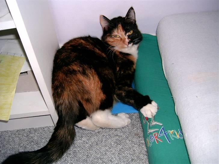 Huskat Kira - Hvem sagde der ikke var plads til mig her?! billede 20