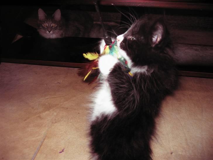 Norsk Skovkat Loke billede 2