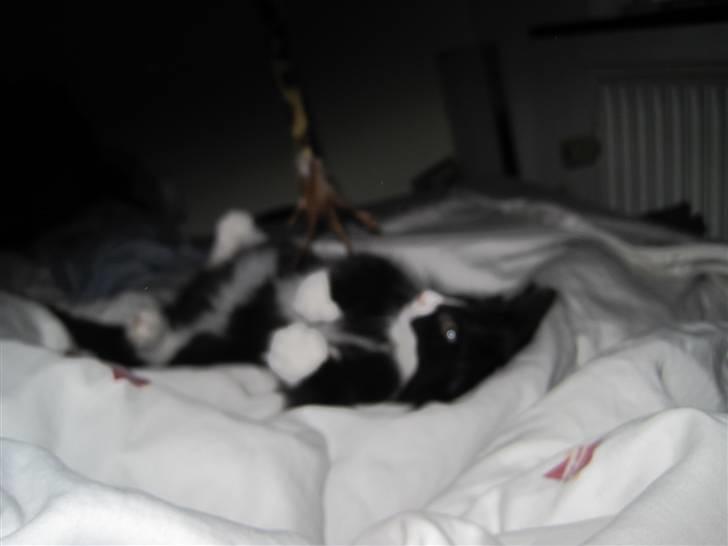 Norsk Skovkat Loke billede 3