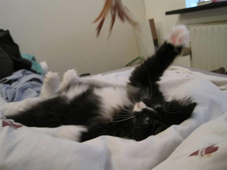 Norsk Skovkat Loke billede 4