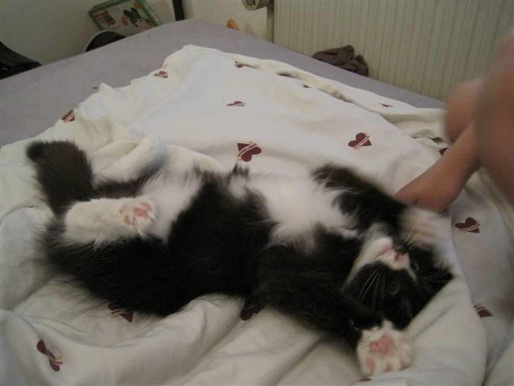 Norsk Skovkat Loke billede 5