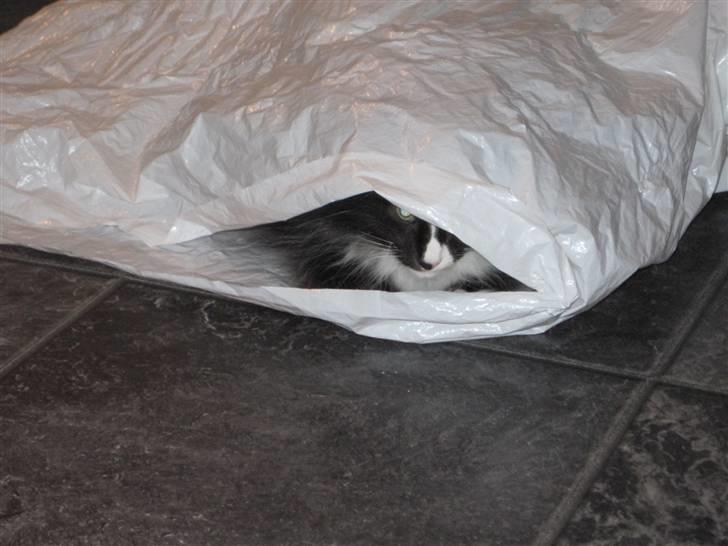 Norsk Skovkat Loke billede 6