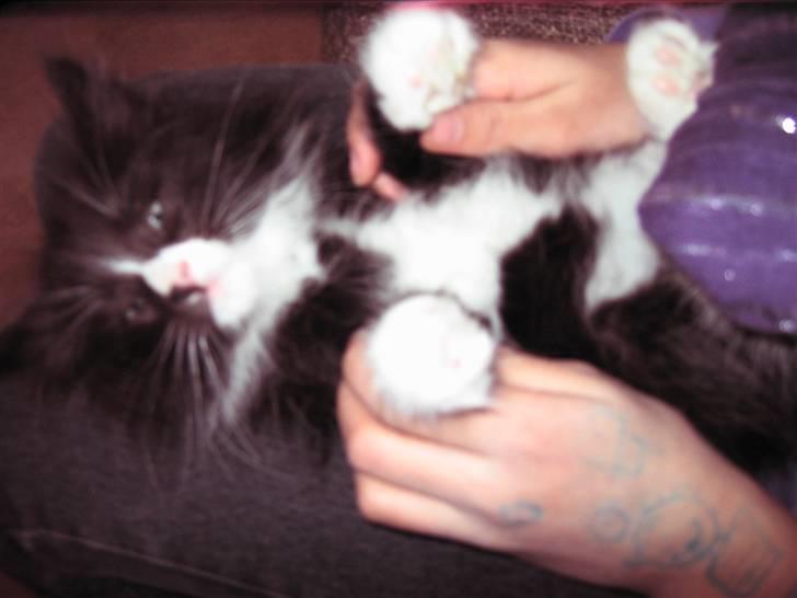 Norsk Skovkat Loke billede 7