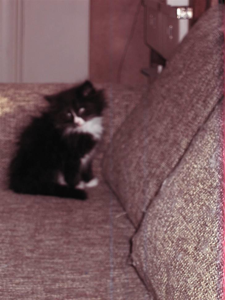 Norsk Skovkat Loke billede 8