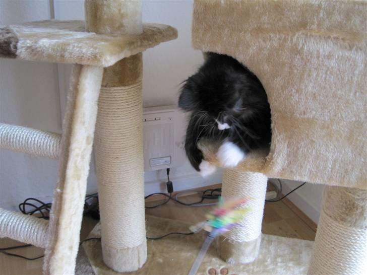 Norsk Skovkat Loke billede 9