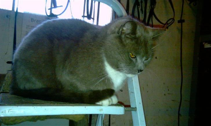 Huskat Skønne Frønne billede 15