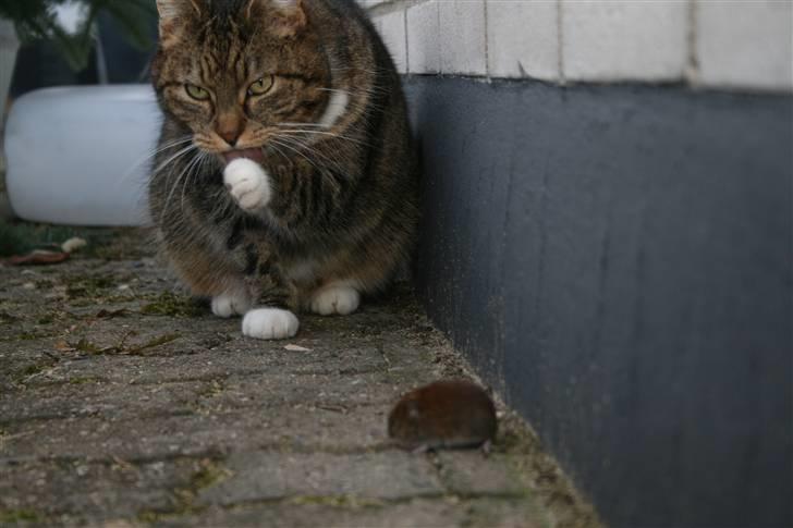 Huskat Chiddie Huskat - Marts 2010 billede 7