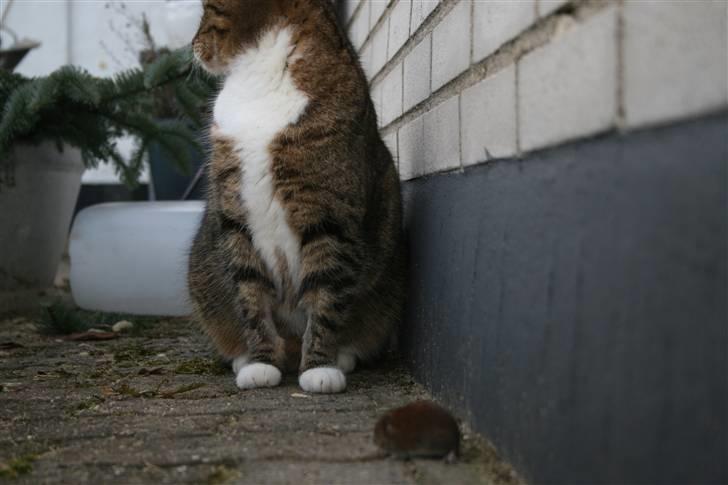 Huskat Chiddie Huskat - Marts 2010 billede 8