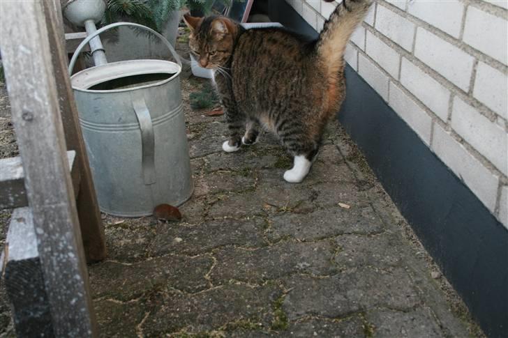 Huskat Chiddie Huskat - Marts 2010 billede 9