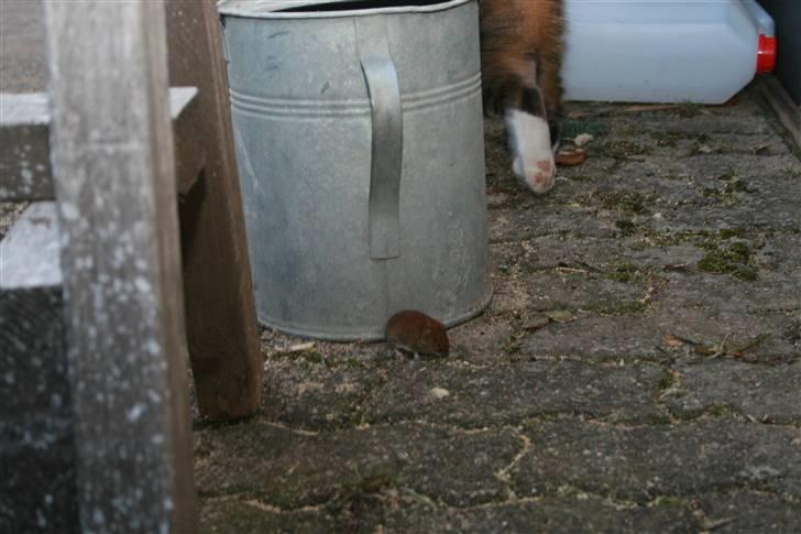 Huskat Chiddie Huskat - Puha jeg er den som er smuttet - Chiddie løber væk fra musen - Marts 2010 billede 10