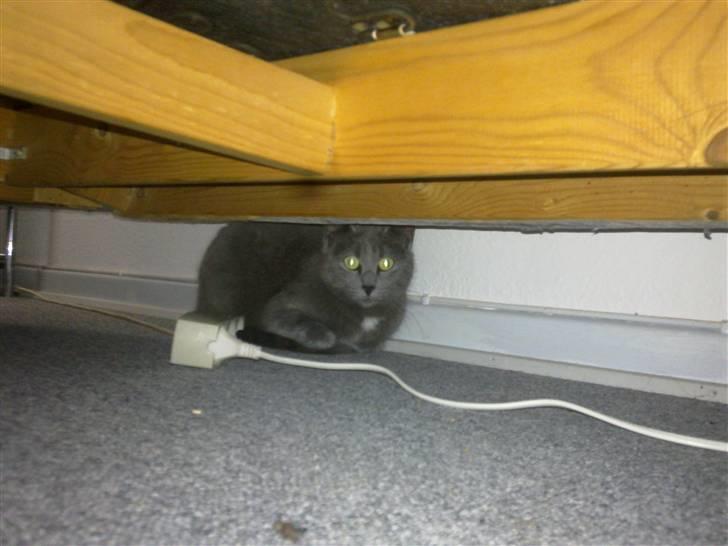 Blanding af racer Pjævs billede 1