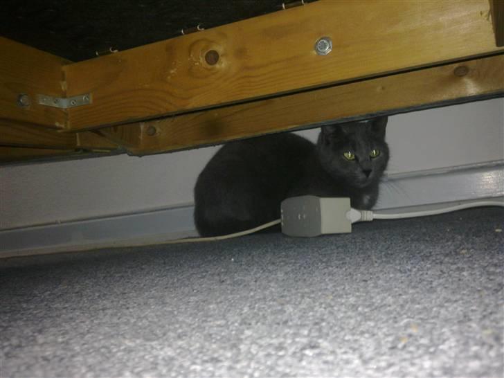 Blanding af racer Pjævs billede 2