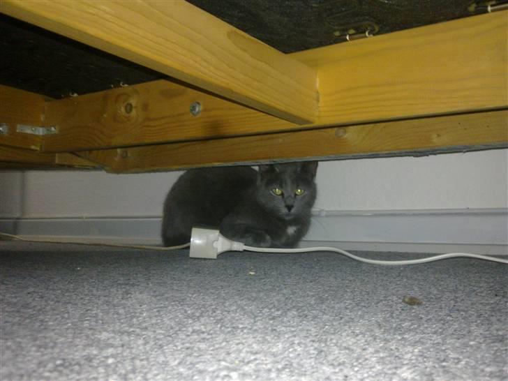 Blanding af racer Pjævs billede 3