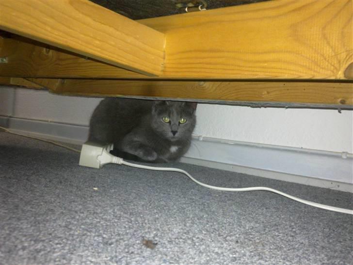 Blanding af racer Pjævs billede 4