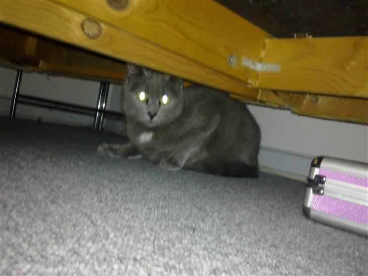 Blanding af racer Pjævs billede 5