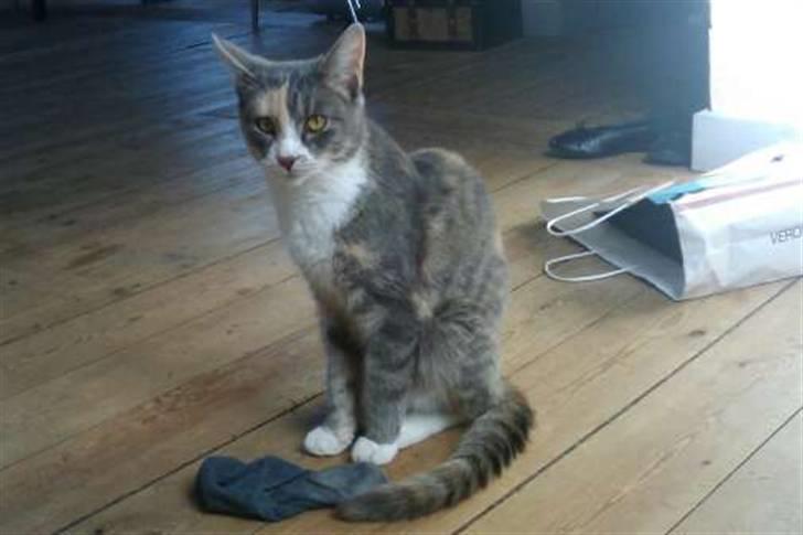 Huskat Tazi billede 1