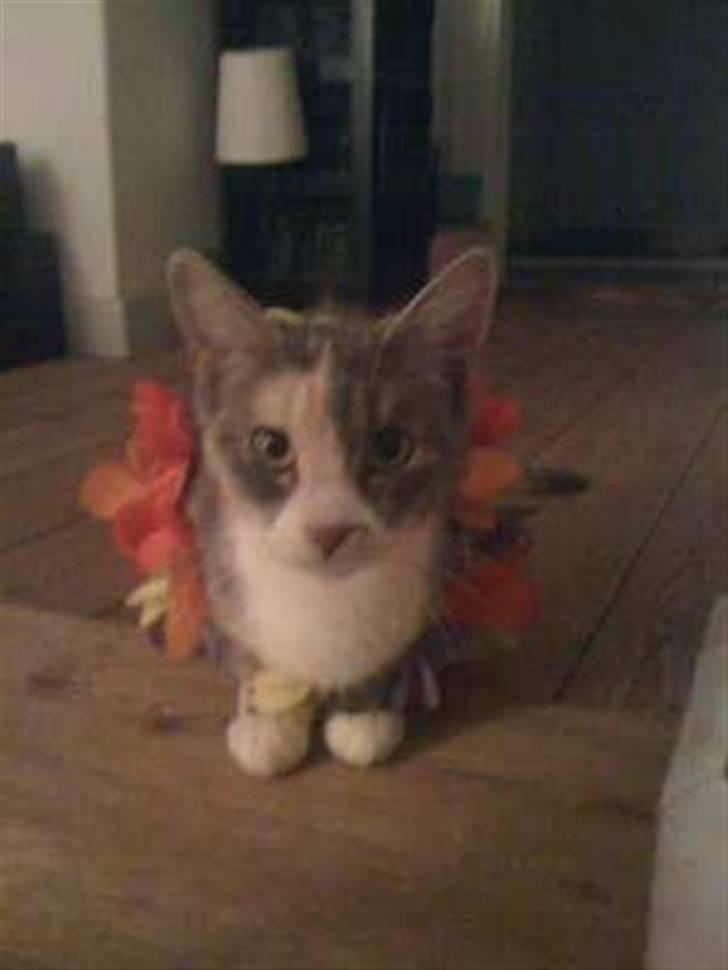 Huskat Tazi - Hula Misser <3 billede 2