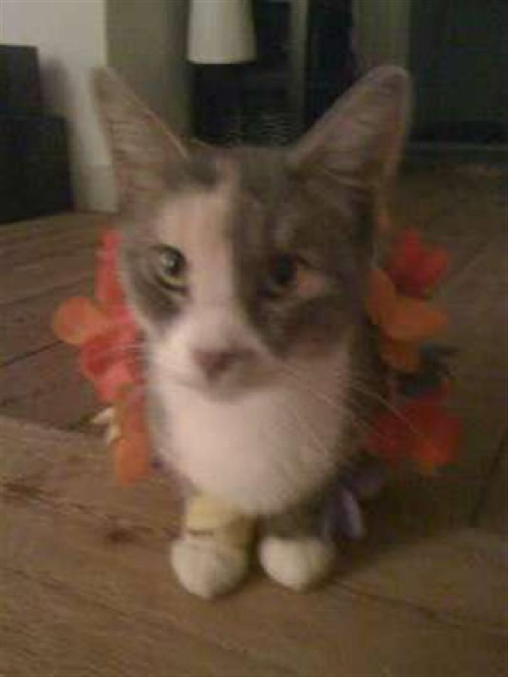 Huskat Tazi billede 3