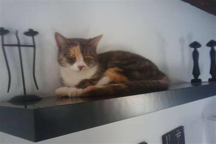 Huskat Tazi billede 4