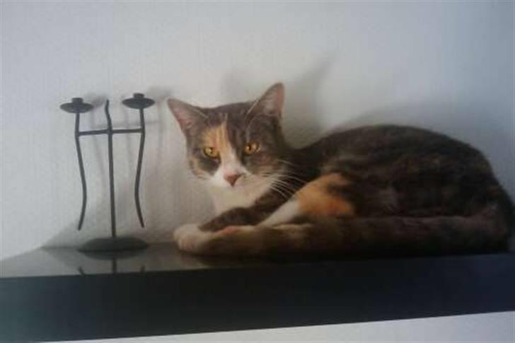 Huskat Tazi billede 5