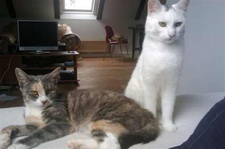 Huskat Tazi - Her hygger Tazi med Liam (også herinde) på min seng. :) billede 6