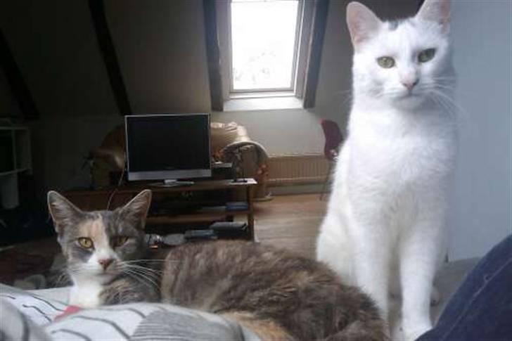 Huskat Tazi billede 7