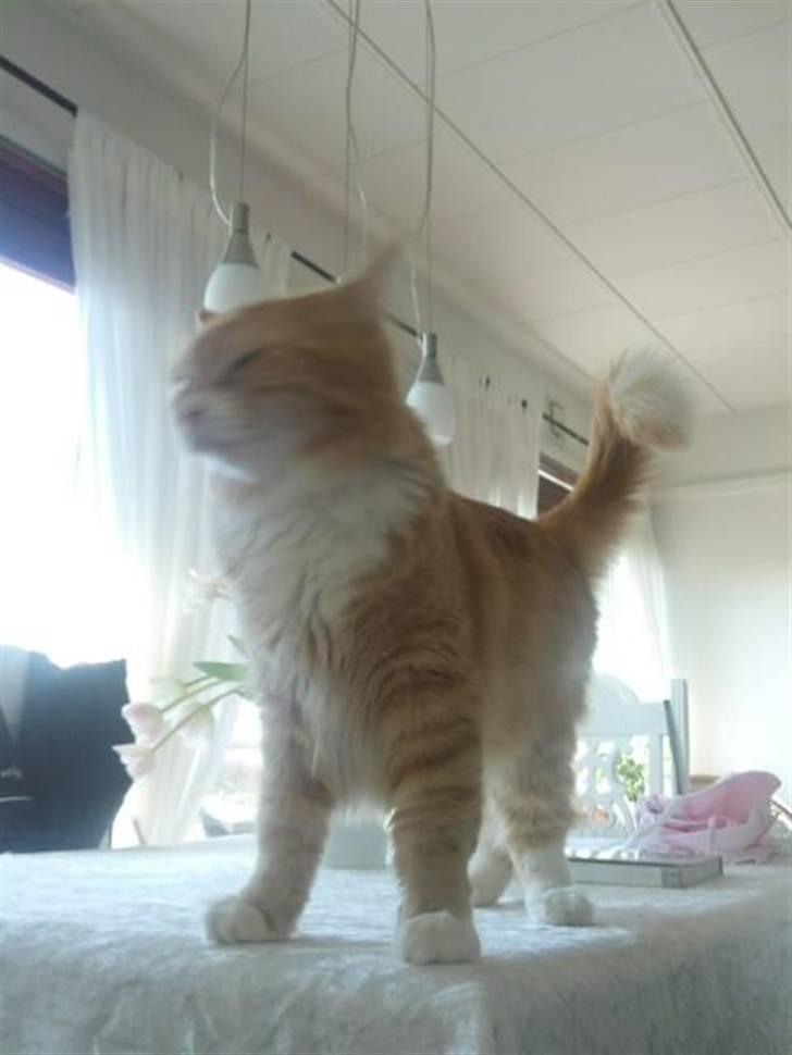 Maine Coon Bellami Solgt :( billede 9