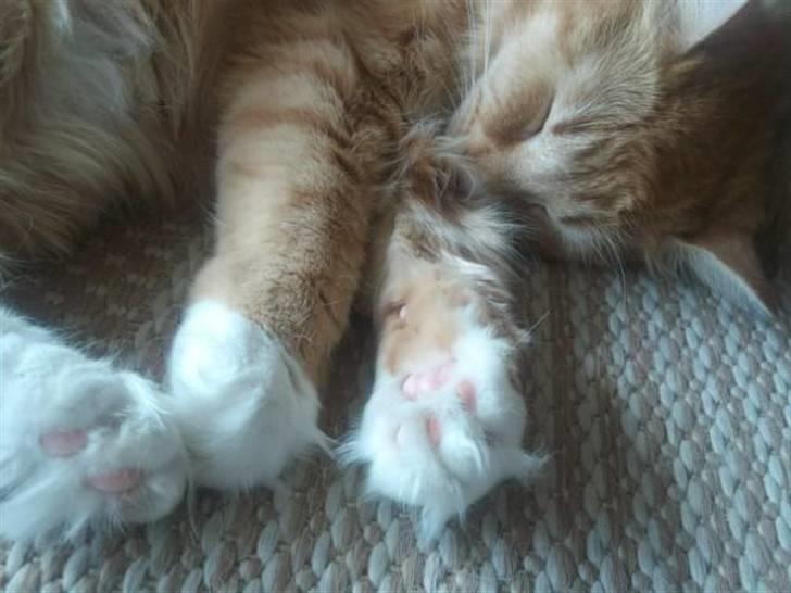 Maine Coon Bellami Solgt :( billede 10