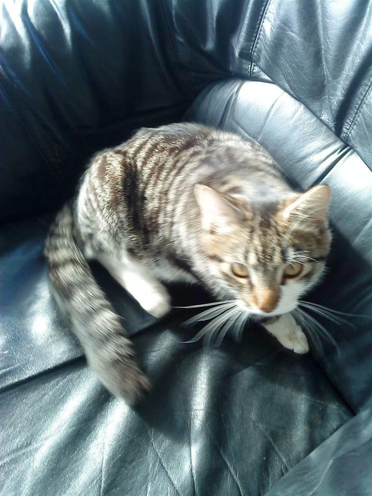 Blanding af racer Oliver Twist billede 1